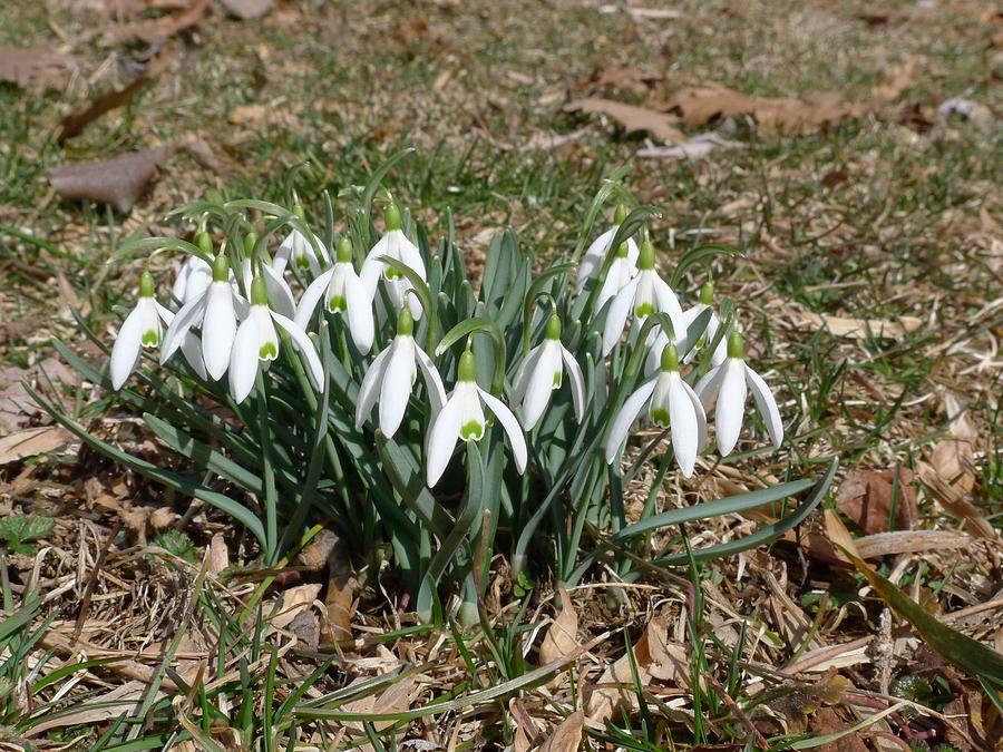 First Snowdrops Photograph by Richard Reeve