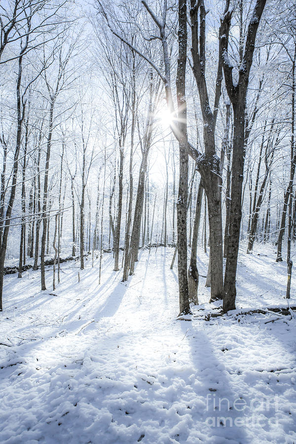 First Snowfall Photograph by Diane Diederich Fine Art America