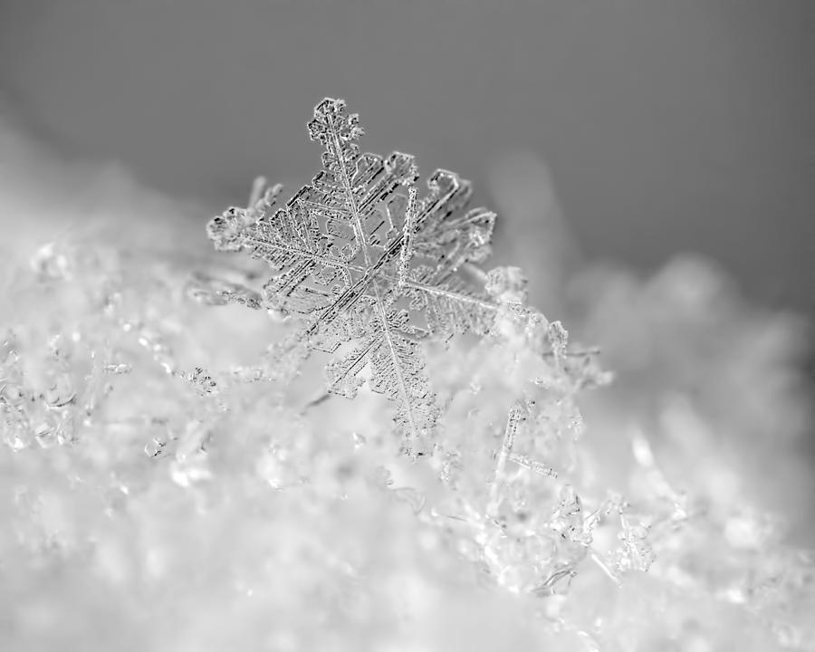 Abstract Photograph - First Snowflake by Rona Black