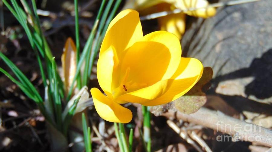Spring Photograph - First Spring Bloom by Charlotte Gray
