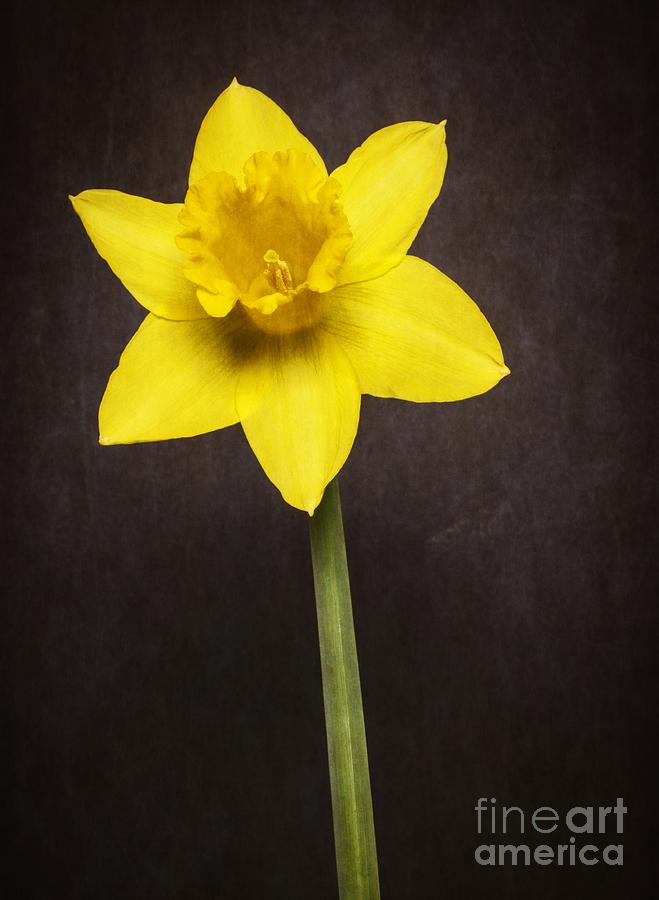 Flower Photograph - First Spring Daffodil by Edward Fielding