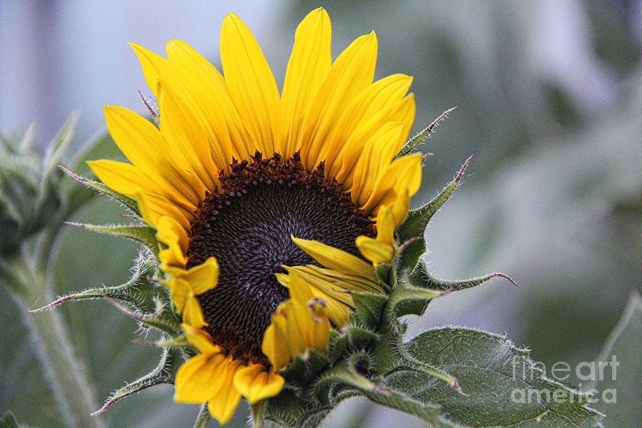 First Sunflower Photograph by Yumi Johnson