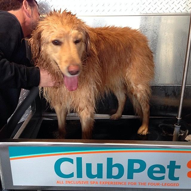 First Time At The Self Serve Dog Wash Photograph by Beth H