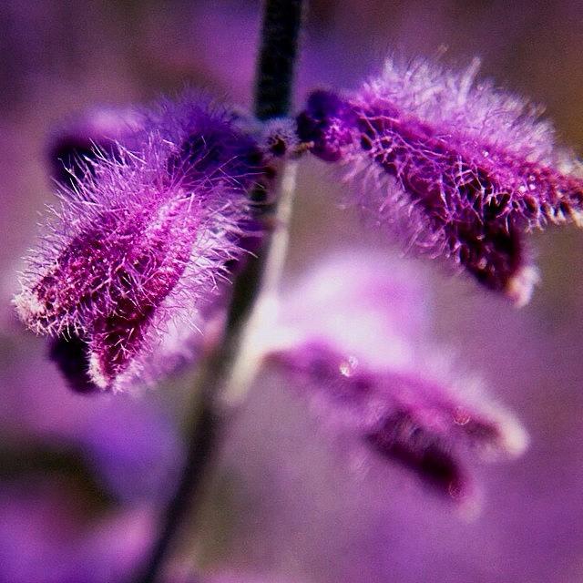 Nature Photograph - First Time Trying #easymacro #plants by Kerri Ann McClellan