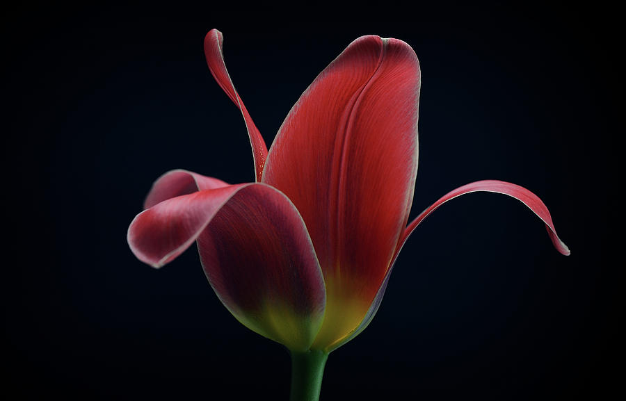 Flower Photograph - First Tulip by Lotte Gr?nkj?r