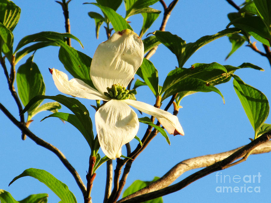 First White Dogwood Flower To Bloom Photograph