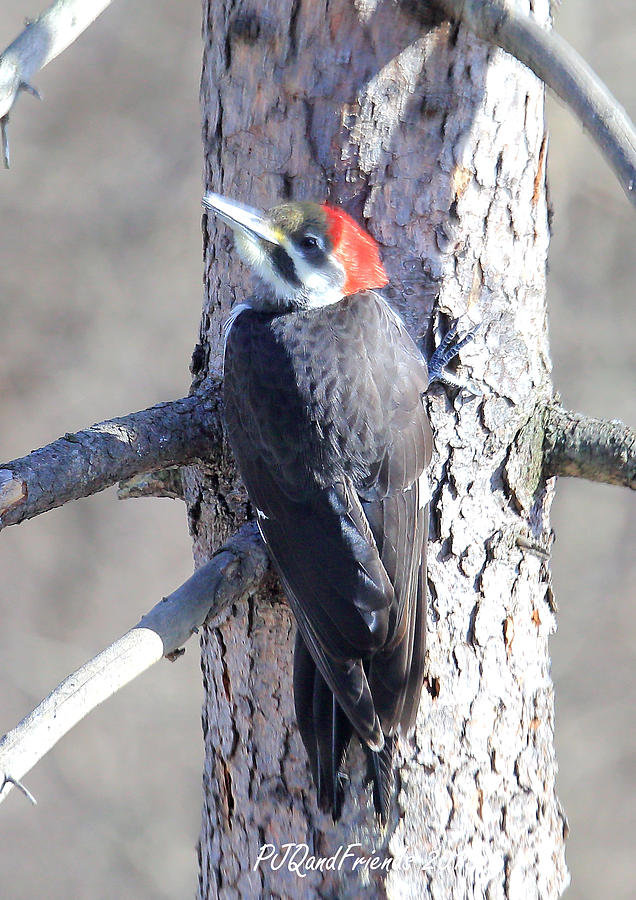 First Year Pileated Photograph by PJQandFriends Photography