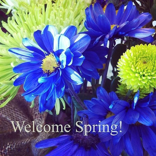 #firstdayofspring #springflowers Photograph by Artondra Hall