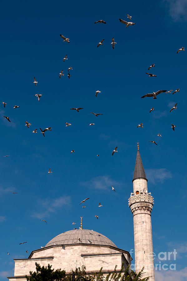 Firuz Aga Mosque Seagulls Photograph by Rick Piper Photography