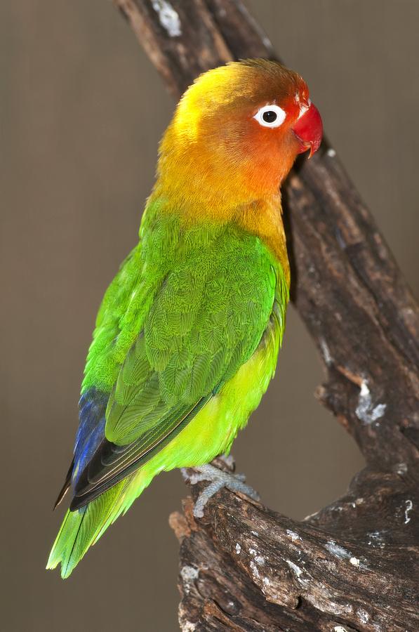 Animal Photograph - Fischers lovebird by Science Photo Library