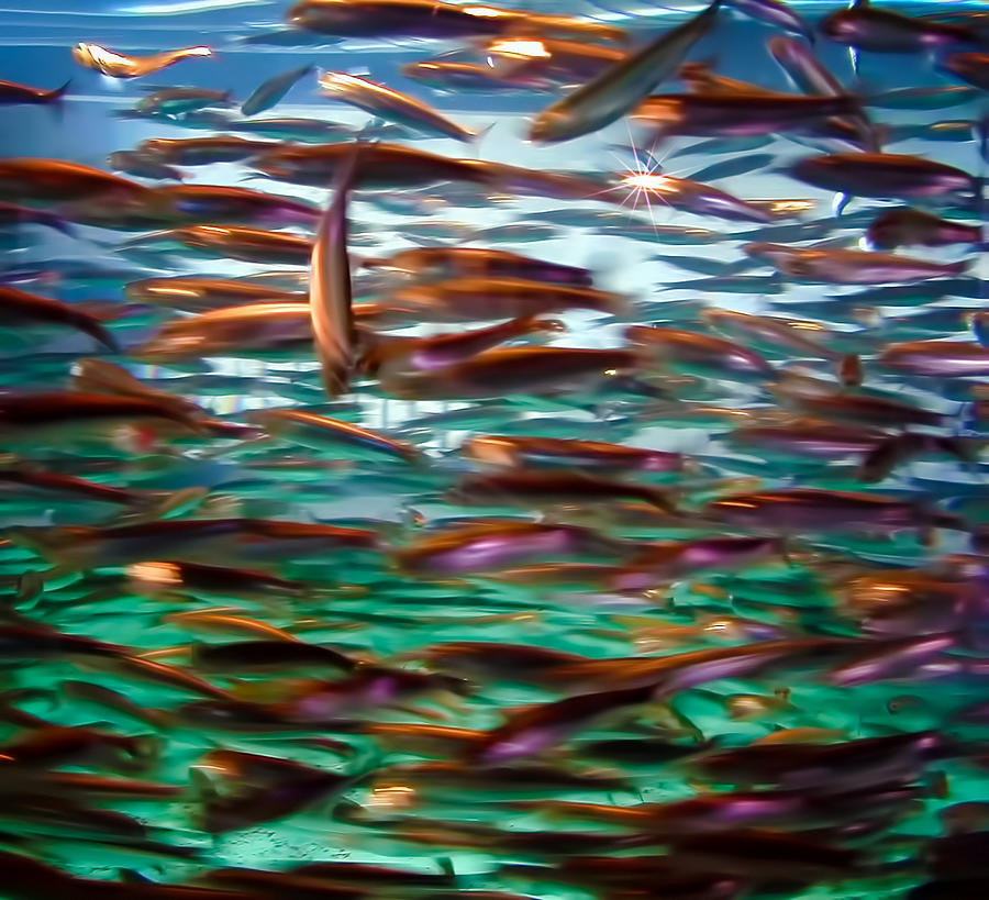 Fish 1 Photograph by Dawn Eshelman