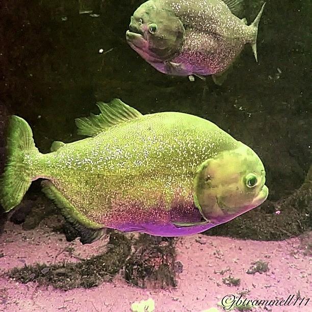 Fish Photograph - #fish #aquarium #fishtank #tagsforlikes by James Trammell