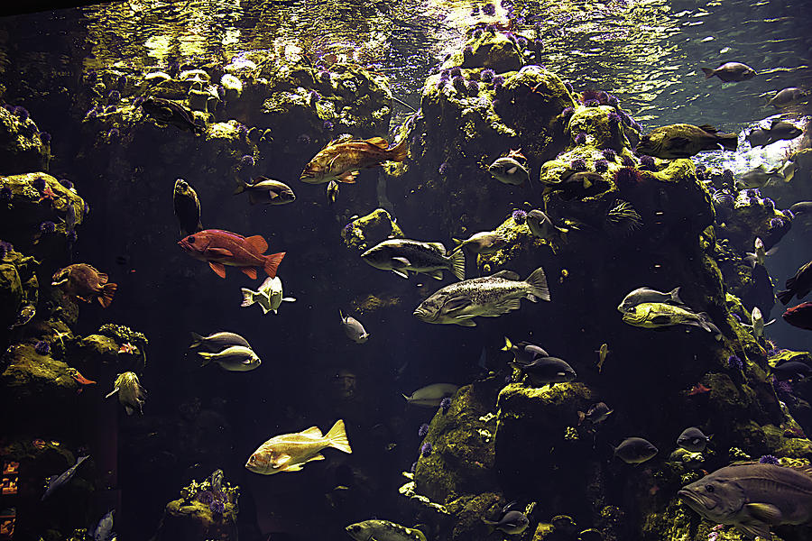 San Francisco Photograph - Fish Aquarium by Garry Gay