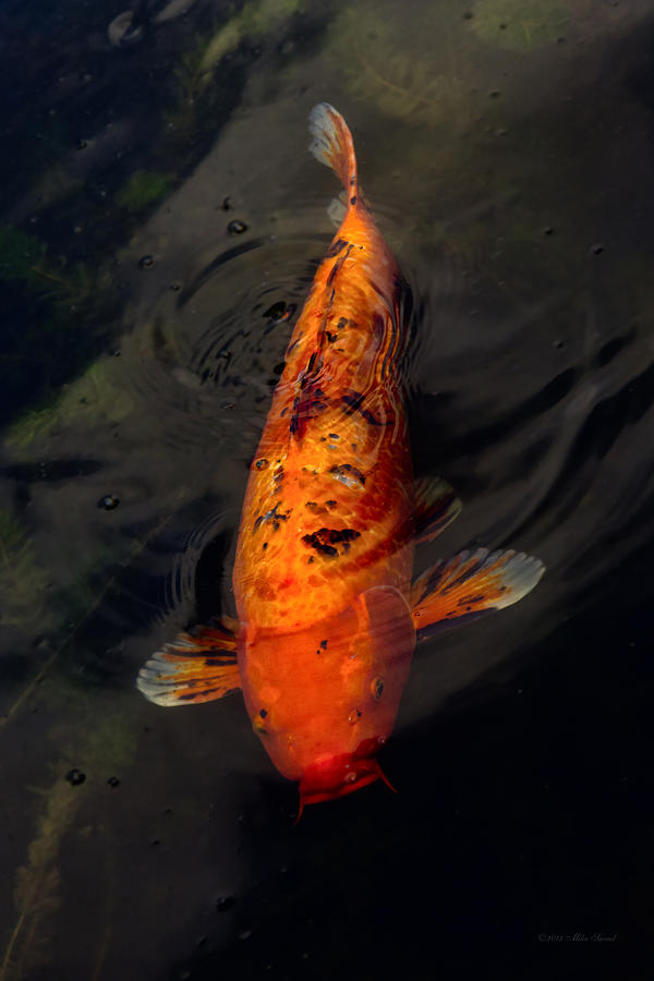 Animal Photograph - Fish - Big fish little pond  by Mike Savad