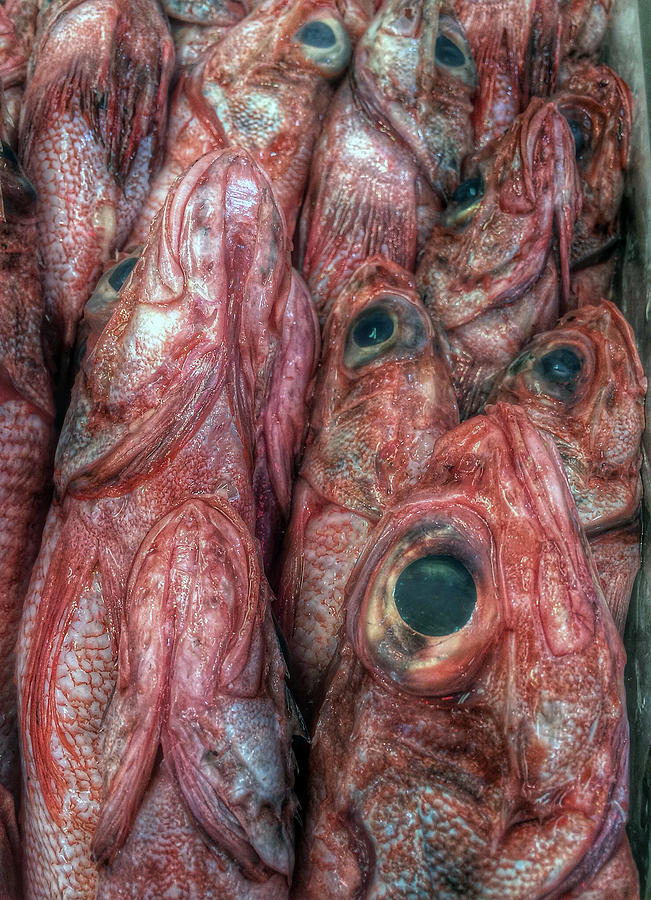 Fish Photograph by Bill Owen