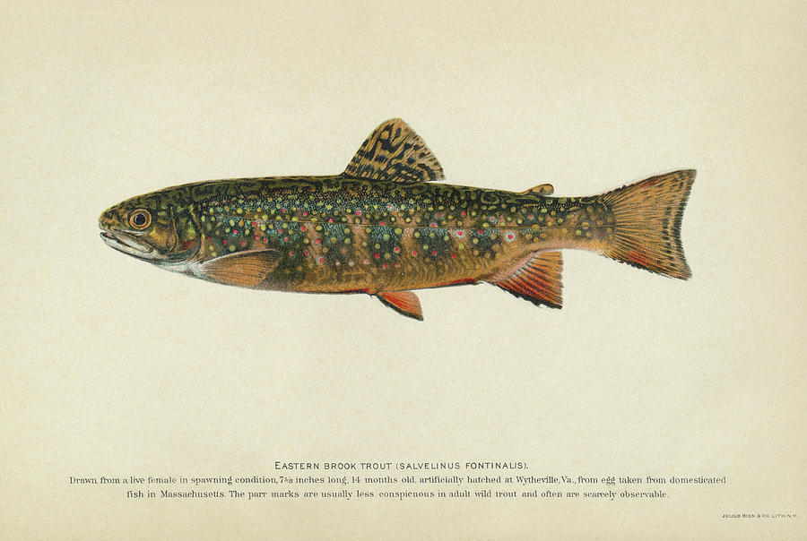 Fish Brook Trout Drawing by Granger