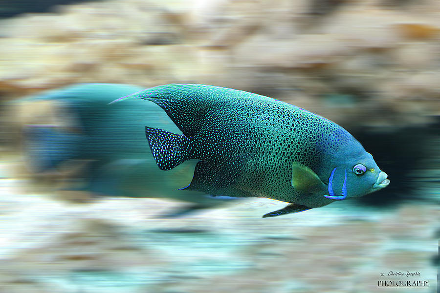 Fish Photograph by Christine Sponchia