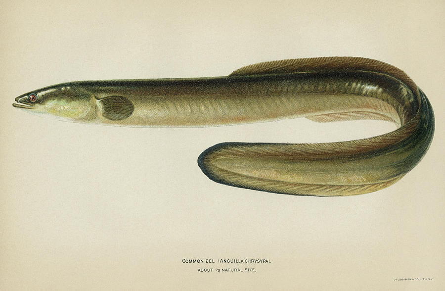 Fish Common Eel Drawing by Granger
