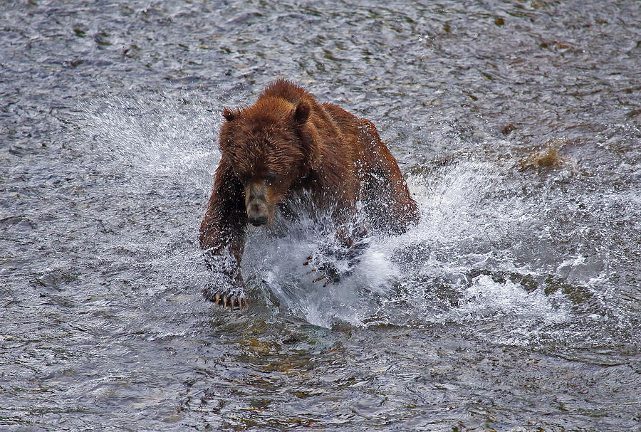 Fish Creek Grizzly Photograph by Jean Clark