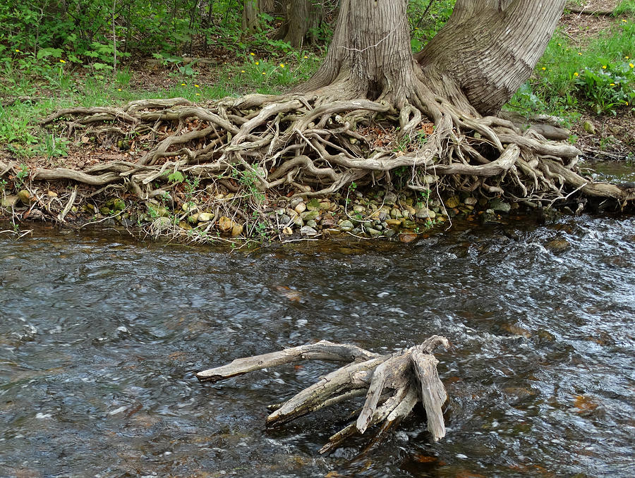 Fish Creek Roots Photograph by David T Wilkinson