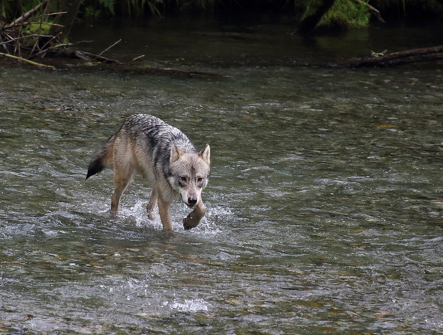 Fish Creek Wolf Photograph by Jean Clark