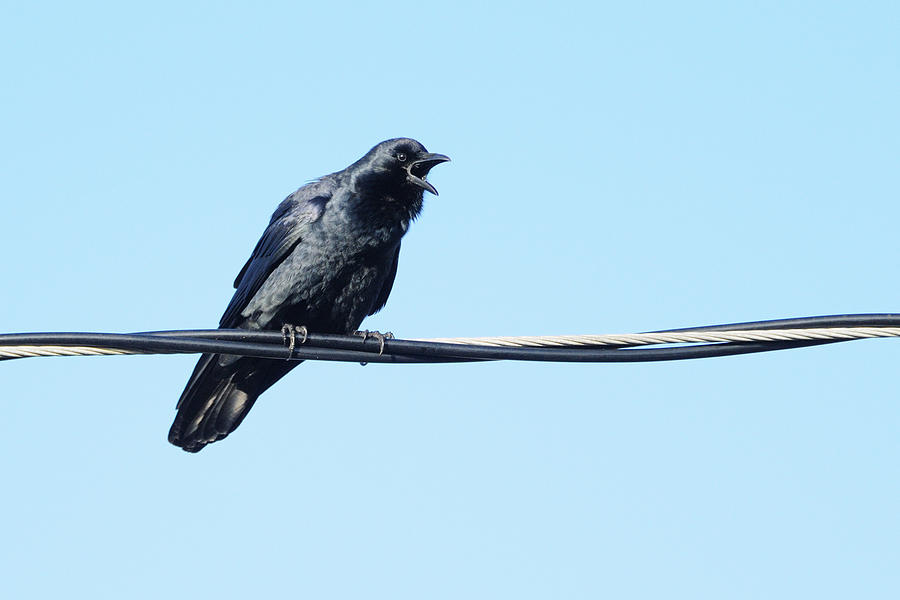 Fish crow on a wire Photograph by Bradford Martin