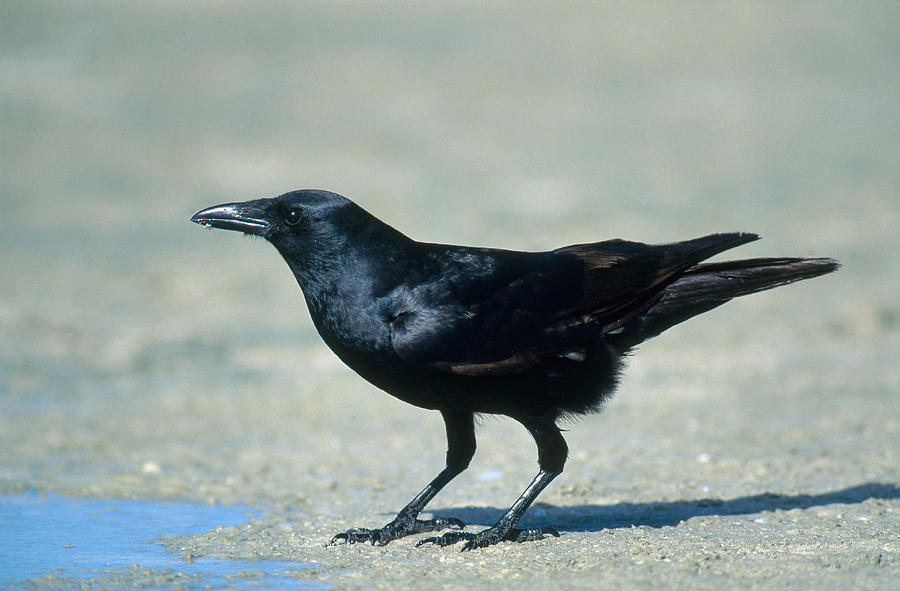 Fish Crow Photograph by Paul J. Fusco