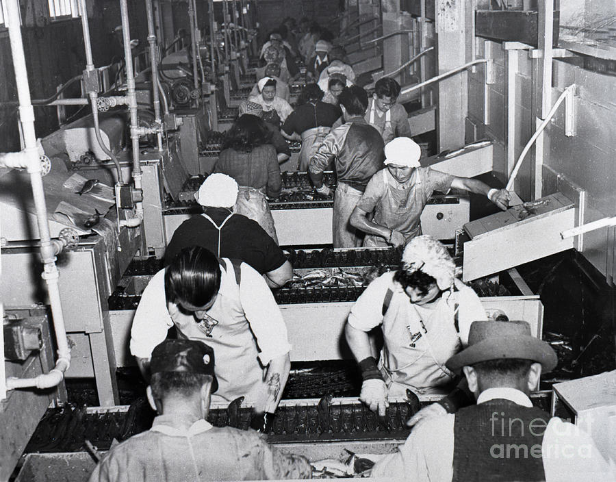 Fish Photograph - Fish cutters in a canney on Cannry Row Monterey Rey Ruppel photo  1947 by Monterey County Historical Society