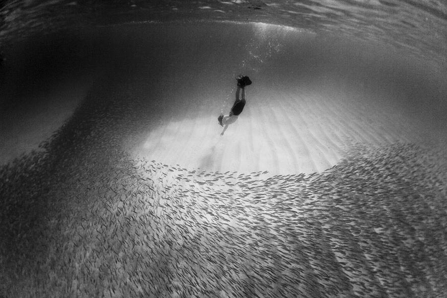 Fish Photograph - Fish Dive by Sean Davey
