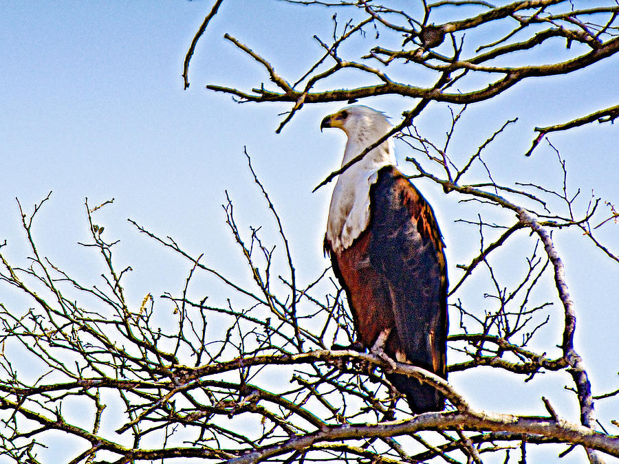 Fish Eagle by Reservoir in Kruger National Park-South Africa Photograph by Ruth Hager
