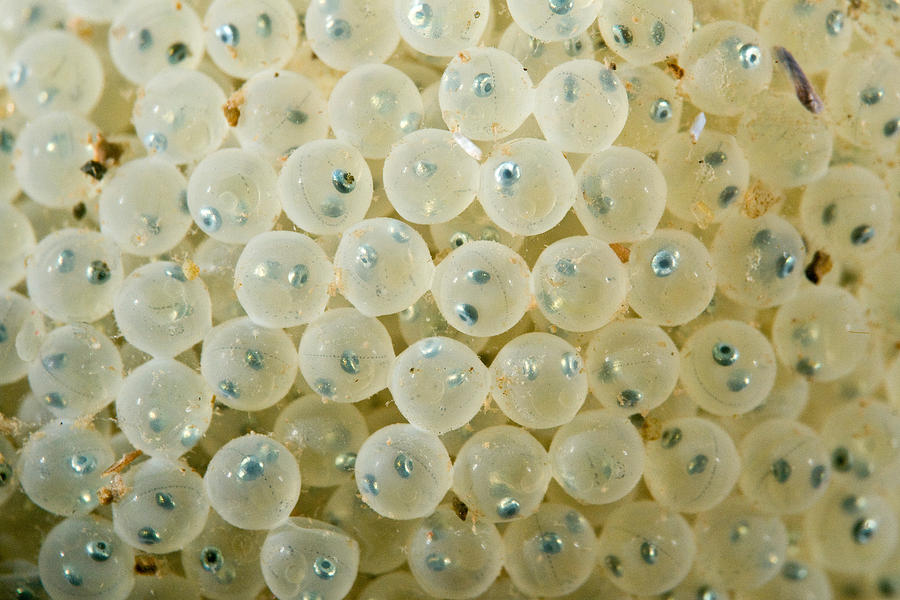 Fish Eggs Photograph by Andrew J. Martinez - Pixels
