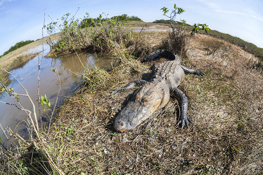 Fish-eye portrait of Alligator in Everglades Photograph by Alex ...