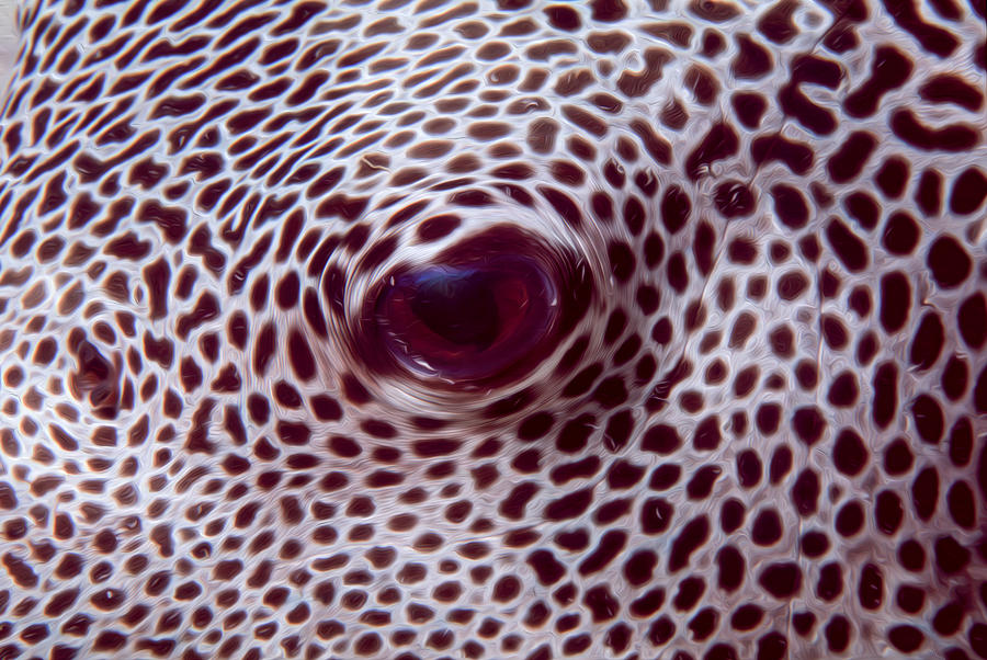 Fish Eye Digital Art by Roy Pedersen