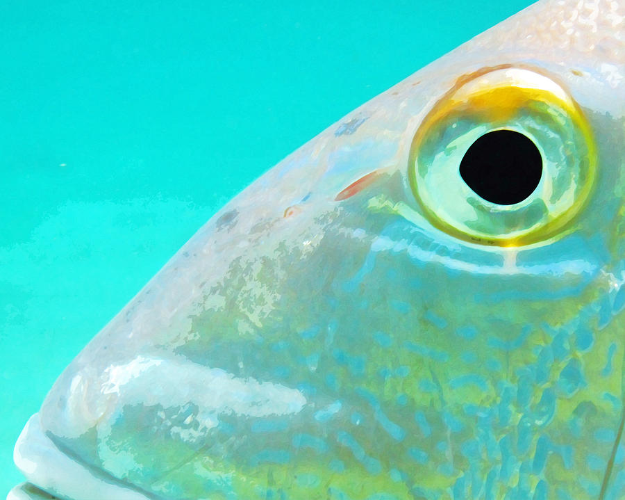 Fish Photograph - Fish Eye by Seven Seas