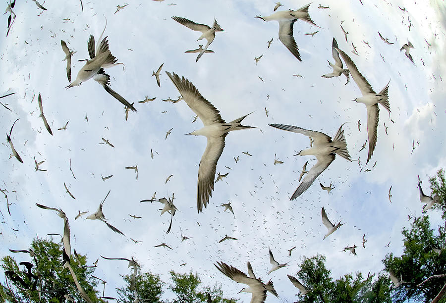 Fish-eye View Of Sooty Terns Flying Photograph by Paul & Paveena Mckenzie