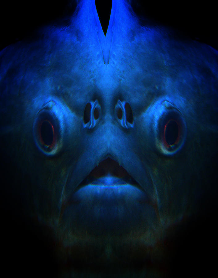 Fish Face Photograph by Jim Painter