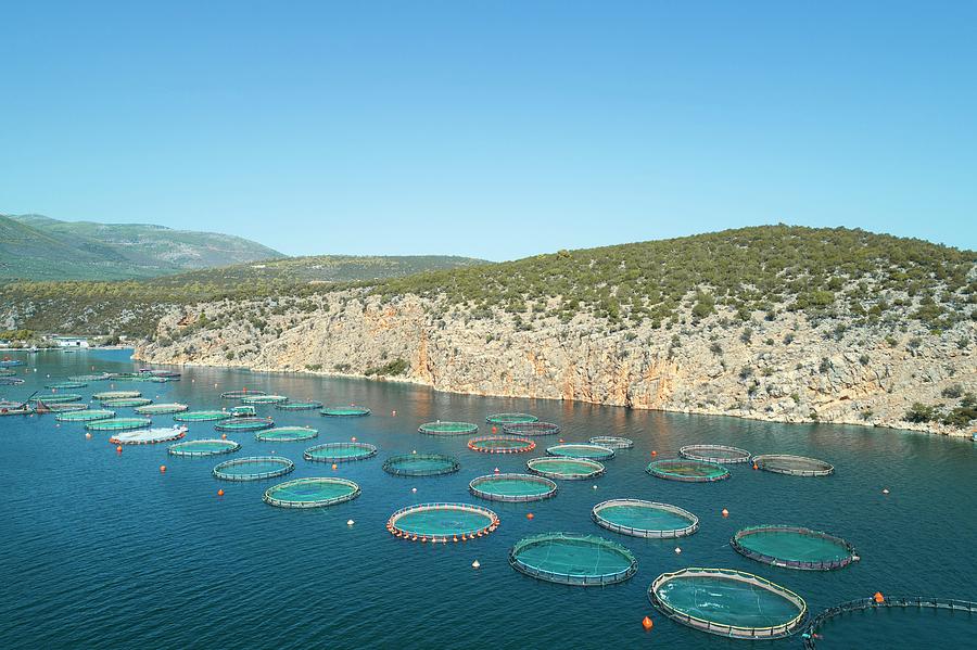 Fish Farm Photograph by David Parker/science Photo Library
