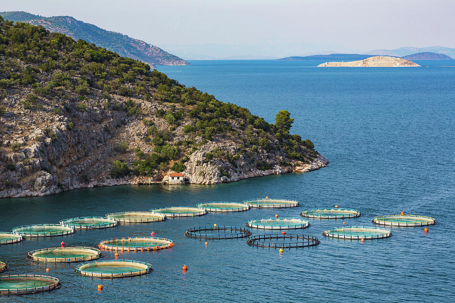 Fish Farming Or Pisciculture Photograph by Panoramic Images
