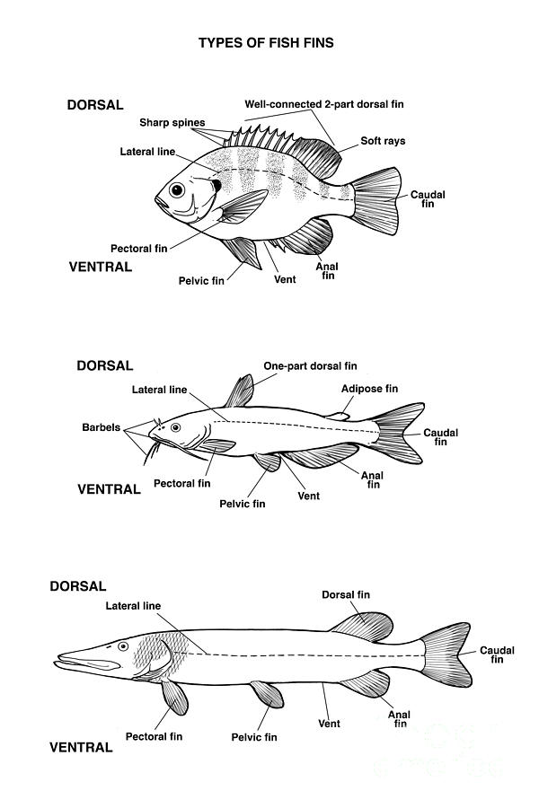 Fish Fin Types, Illustration Photograph by Carlyn Iverson