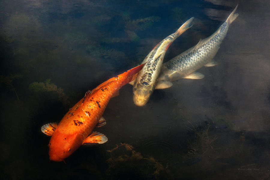 Animal Photograph - Fish - Fishing for a compliment  by Mike Savad