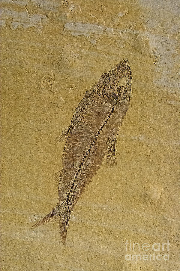 Fish Fossil Photograph by Chris Thaxter
