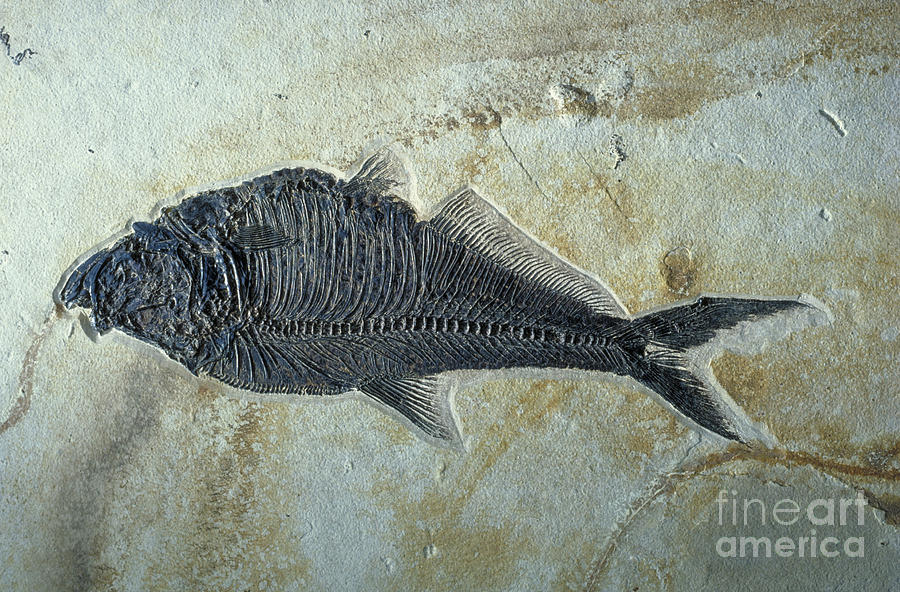 Fish Fossil Photograph by James L. Amos