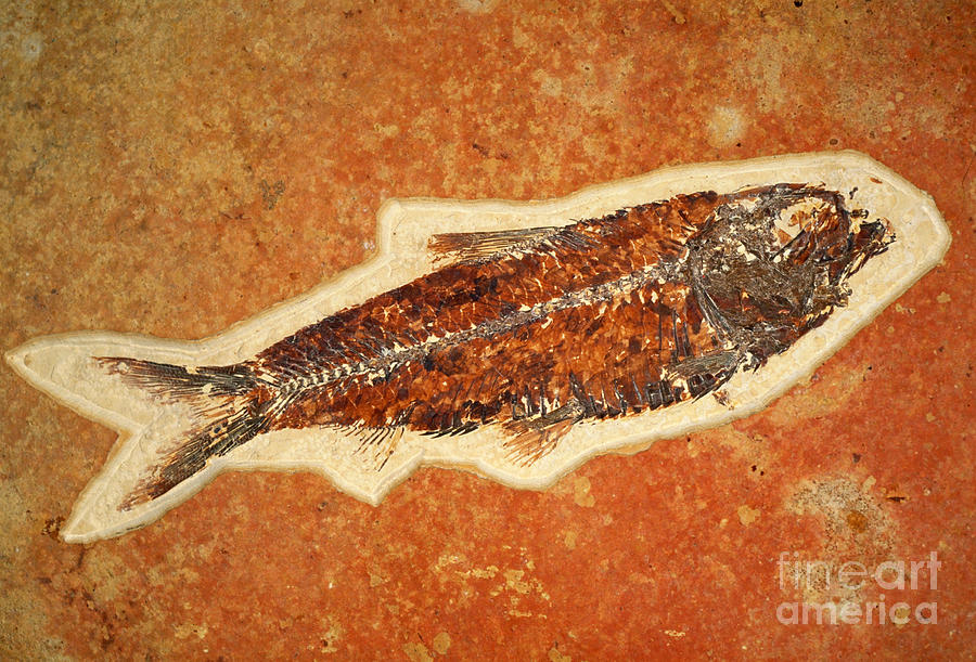 Fish Fossil Photograph by Scott Camazine