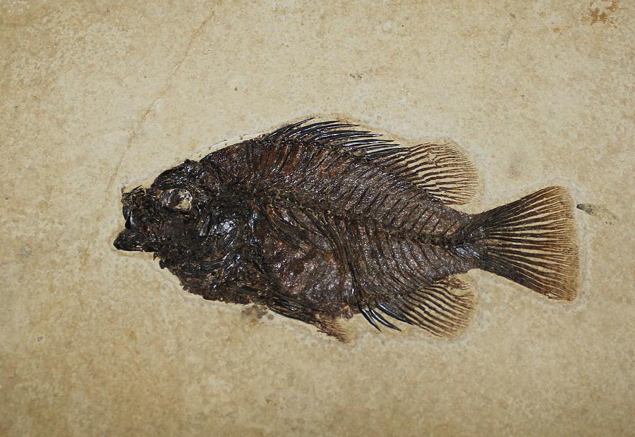 Fish Fossil Photograph by Steven Parker