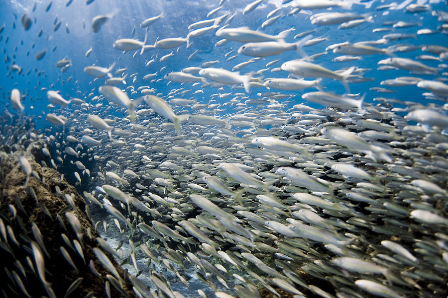 Fish Photograph - Fish Freeway by Sean Davey