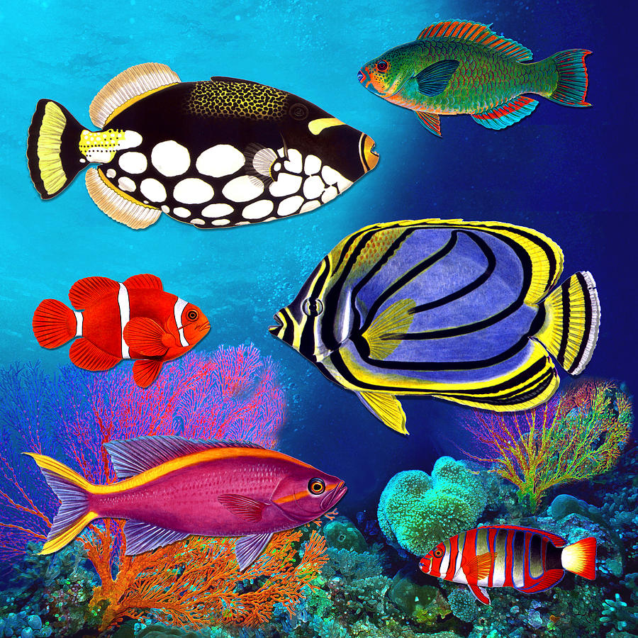Fish Digital Art by Gary Borenstein | Fine Art America