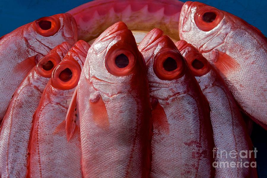 Fish Photograph - Fish by Gary Bridger