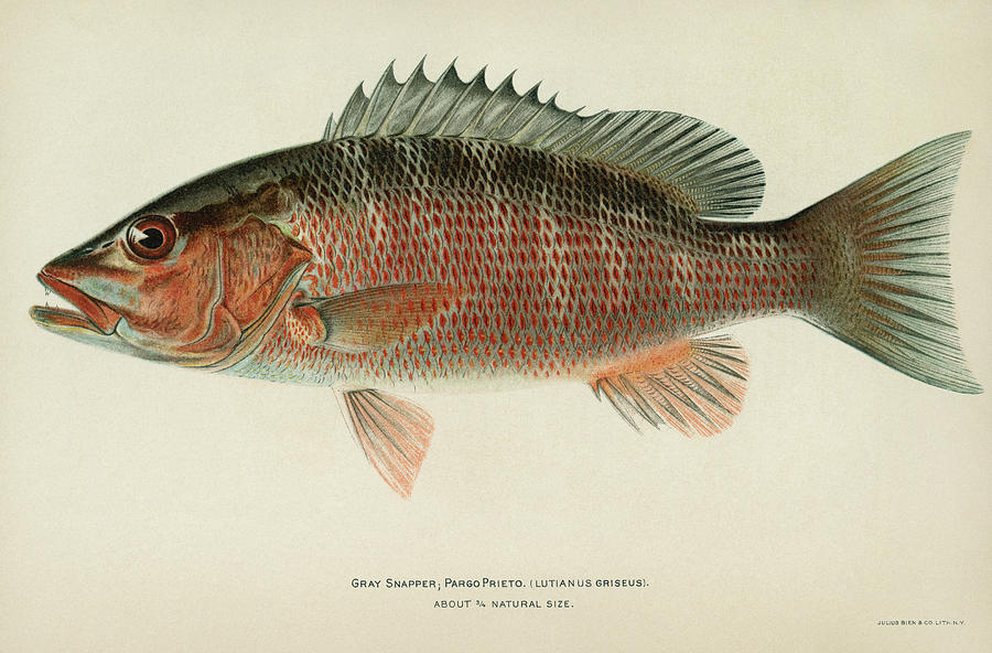 Fish Gray Snapper Drawing by Granger
