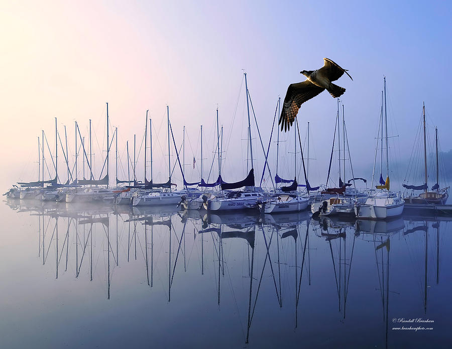 Osprey Photograph - Fish Hawk Sailing Foggy Sunrise by Randall Branham