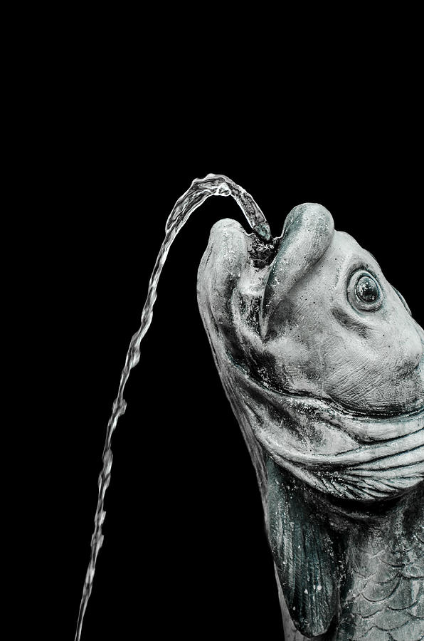 Fish Head Fountain Photograph by Carolyn Marshall